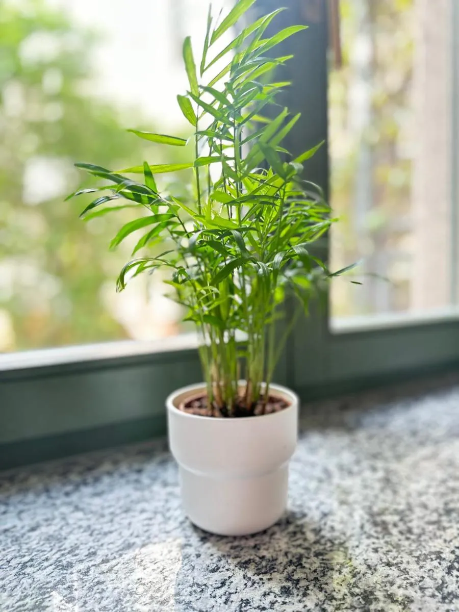 Image 5 of Apartment Arenablick