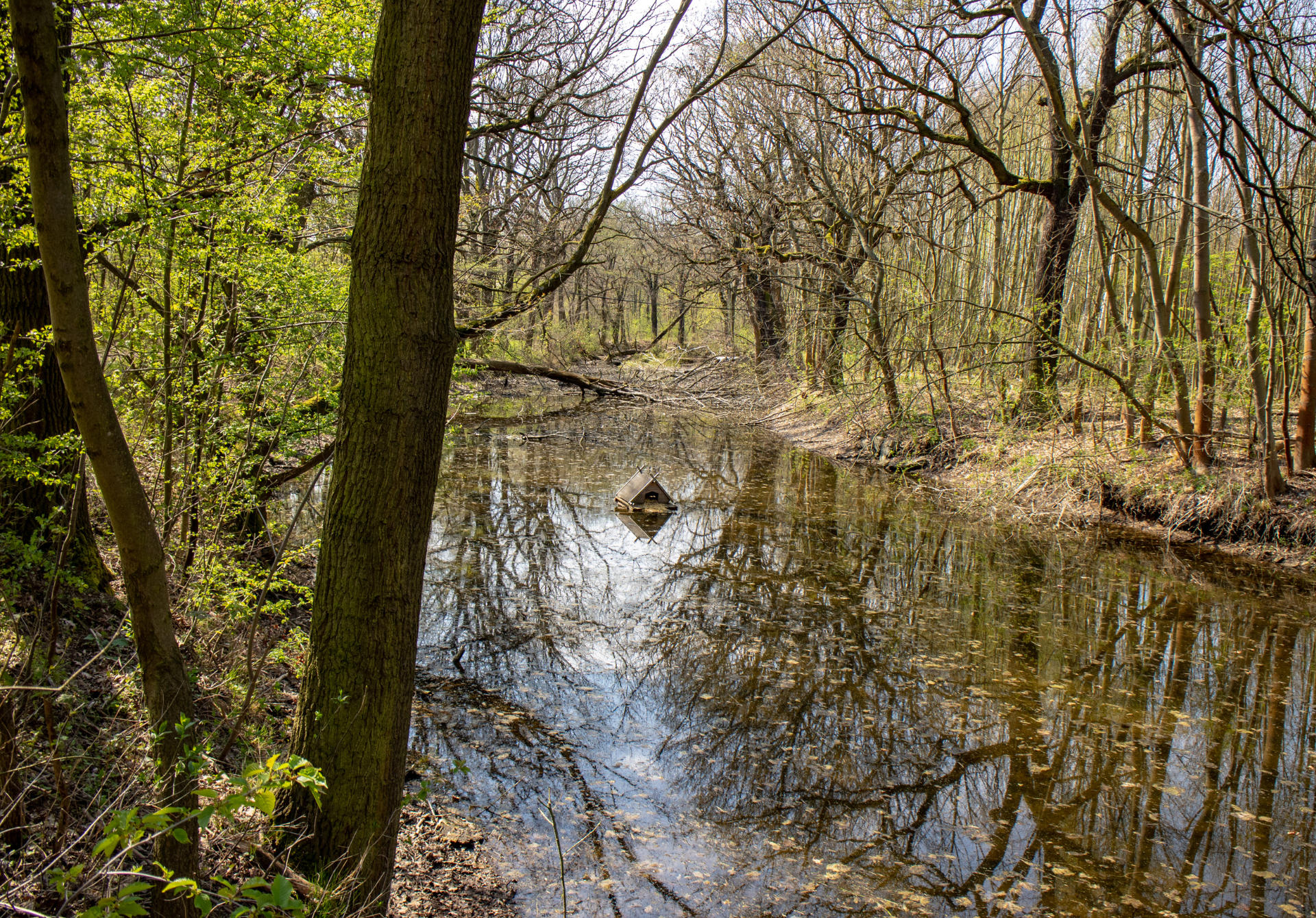 Leipzig Riverside Forest